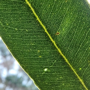 Eucalyptus grandis at Strathnairn, ACT - 22 Jul 2024