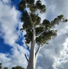 Eucalyptus grandis at Strathnairn, ACT - 22 Jul 2024