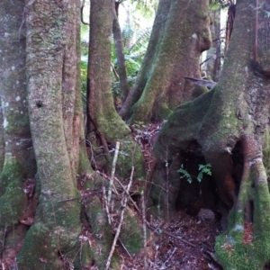 Eucryphia moorei at Deua, NSW - 20 Jul 2024 08:27 AM