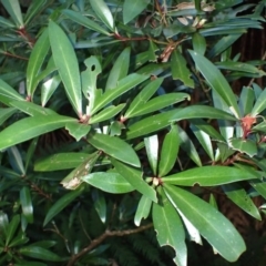 Tasmannia lanceolata (Mountain Pepper) at Deua, NSW - 19 Jul 2024 by plants