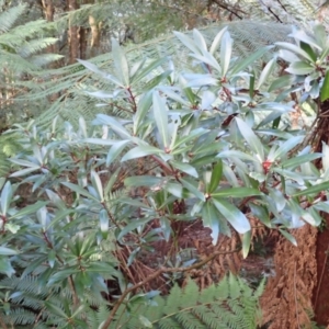 Tasmannia lanceolata at Deua, NSW - 20 Jul 2024