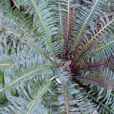 Blechnum nudum (Fishbone Water Fern) at Deua, NSW - 19 Jul 2024 by plants