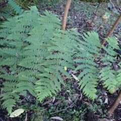 Histiopteris incisa (Bat's-Wing Fern) at Deua, NSW - 20 Jul 2024 by plants