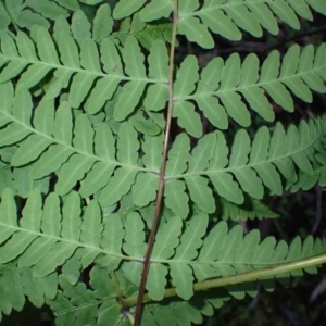 Histiopteris incisa at Deua, NSW - suppressed