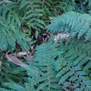 Polystichum proliferum at Deua, NSW - 20 Jul 2024 08:21 AM