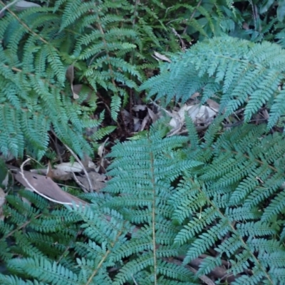 Polystichum proliferum (Mother Shield Fern) at Deua, NSW - 19 Jul 2024 by plants