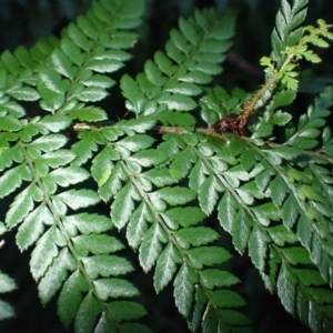 Polystichum proliferum at Deua, NSW - 20 Jul 2024