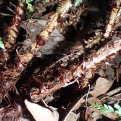 Polystichum proliferum at Deua, NSW - 20 Jul 2024 08:21 AM