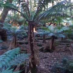 Dicksonia antarctica (Soft Treefern) at Deua, NSW - 19 Jul 2024 by plants