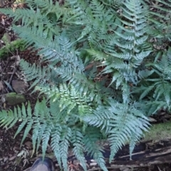 Lastreopsis acuminata (Shiny Shield Fern) at Deua, NSW - 19 Jul 2024 by plants