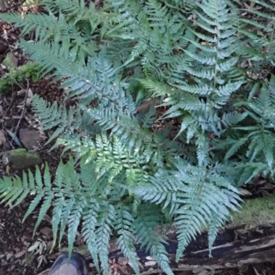 Lastreopsis acuminata (Shiny Shield Fern) at Deua, NSW - 20 Jul 2024 by plants