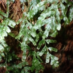 Polyphlebium venosum (Veined Bristle-fern) at Deua, NSW - 19 Jul 2024 by plants