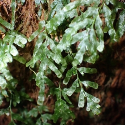 Polyphlebium venosum (Veined Bristle-fern) at Deua, NSW - 19 Jul 2024 by plants