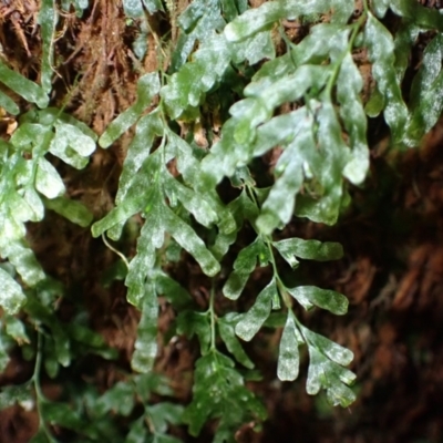 Polyphlebium venosum (Veined Bristle-fern) at Deua, NSW - 20 Jul 2024 by plants