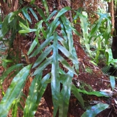 Microsorum pustulatum subsp. pustulatum (Kangaroo Fern) at Deua, NSW - 19 Jul 2024 by plants