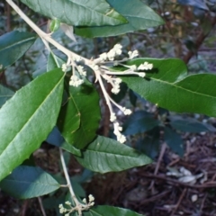 Olearia argophylla (Native Musk) at Deua, NSW - 20 Jul 2024 by plants