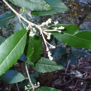 Olearia argophylla at Deua, NSW - 20 Jul 2024