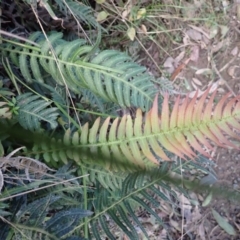 Blechnum neohollandicum (Prickly Rasp Fern) at Deua River Valley, NSW - 20 Jul 2024 by plants