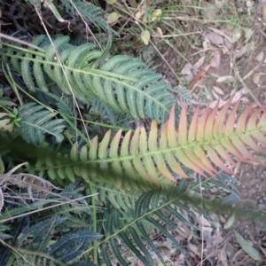 Blechnum neohollandicum at Deua River Valley, NSW - 20 Jul 2024 12:12 PM