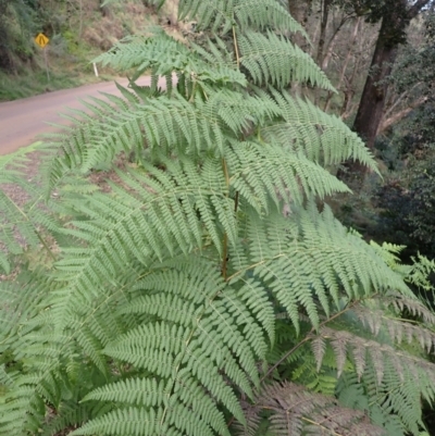 Hypolepis glandulifera (Downy Ground Fern) at Deua River Valley, NSW - 20 Jul 2024 by plants