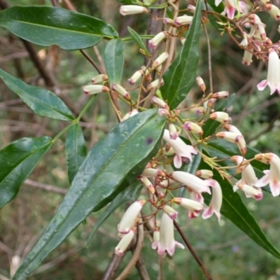 Pandorea pandorana (Wonga Wonga Vine) at Mogendoura, NSW - 20 Jul 2024 by plants