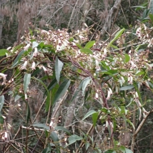 Pandorea pandorana at Mogendoura, NSW - 20 Jul 2024