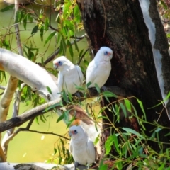 Cacatua sanguinea (Little Corella) at Shepparton, VIC - 20 Feb 2015 by MB