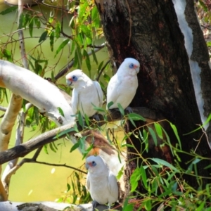 Cacatua sanguinea at Shepparton, VIC - 20 Feb 2015