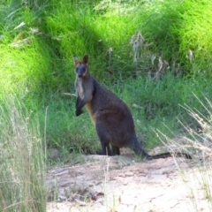 Wallabia bicolor (Swamp Wallaby) at Murchison North, VIC - 15 Nov 2015 by MB