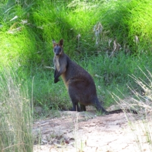 Wallabia bicolor at Murchison North, VIC - 15 Nov 2015