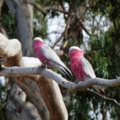 Eolophus roseicapilla (Galah) at Echuca Village, VIC - 30 Jan 2018 by MB