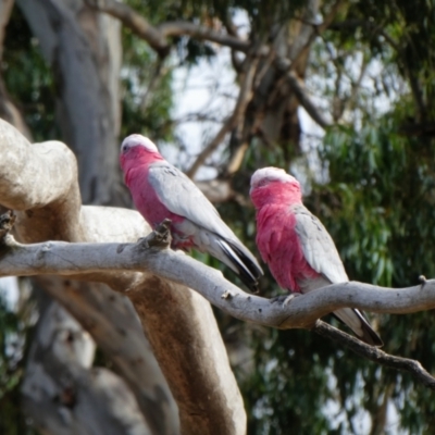 Eolophus roseicapilla (Galah) at Echuca Village, VIC - 30 Jan 2018 by MB