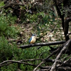 Todiramphus sanctus (Sacred Kingfisher) at Kanyapella, VIC - 30 Jan 2018 by MB