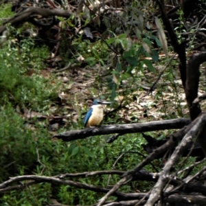 Todiramphus sanctus at Kanyapella, VIC - 30 Jan 2018 12:22 PM