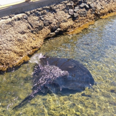 Bathytoshia brevicaudata at Narooma, NSW - 5 Feb 2018 by MB