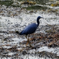 Egretta novaehollandiae (White-faced Heron) at North Narooma, NSW - 5 Feb 2018 by MB