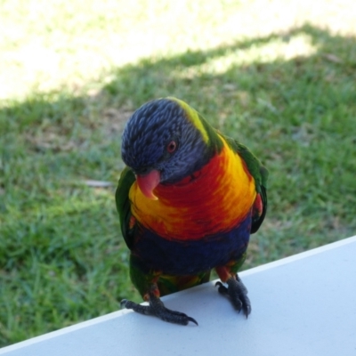 Trichoglossus moluccanus (Rainbow Lorikeet) at Narooma, NSW - 6 Feb 2018 by MB