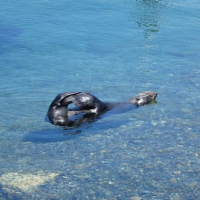 Arctocephalus pusillus doriferus (Australian Fur-seal) at North Narooma, NSW - 7 Feb 2018 by MB