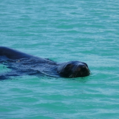 Arctocephalus pusillus doriferus (Australian Fur-seal) at North Narooma, NSW - 7 Feb 2018 by MB