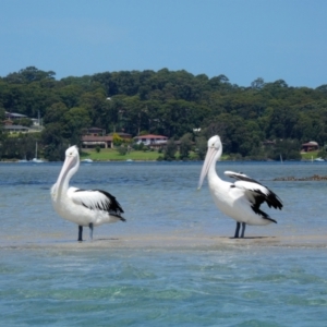 Pelecanus conspicillatus at North Narooma, NSW - 7 Feb 2018 01:56 PM