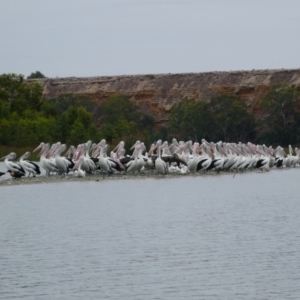 Pelecanus conspicillatus at Swan Reach, SA - 21 Feb 2018 02:39 PM