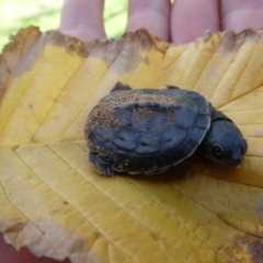 Chelodina longicollis at Wellington East, SA - 28 Feb 2018 by MB