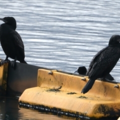 Phalacrocorax sulcirostris (Little Black Cormorant) at Yan Yean, VIC - 14 Jul 2024 by jb2602