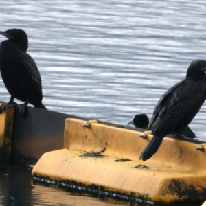 Phalacrocorax sulcirostris at Yan Yean, VIC - 14 Jul 2024