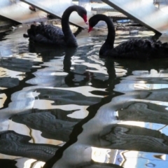 Cygnus atratus (Black Swan) at Kingston, ACT - 14 May 2018 by MB