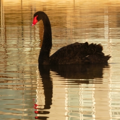 Cygnus atratus (Black Swan) at Kingston, ACT - 9 Jun 2018 by MB