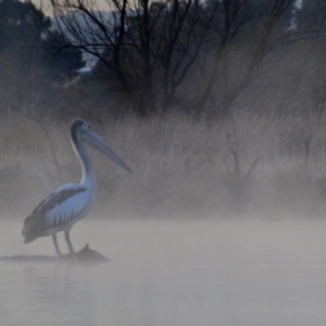 Pelecanus conspicillatus at Kingston, ACT - 3 Aug 2018