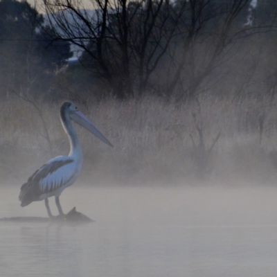 Pelecanus conspicillatus (Australian Pelican) at Kingston, ACT - 2 Aug 2018 by MB