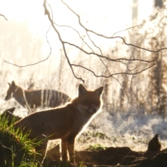 Vulpes vulpes (Red Fox) at Fyshwick, ACT - 16 Aug 2018 by MB