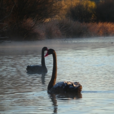 Cygnus atratus (Black Swan) at Fyshwick, ACT - 17 Aug 2018 by MB